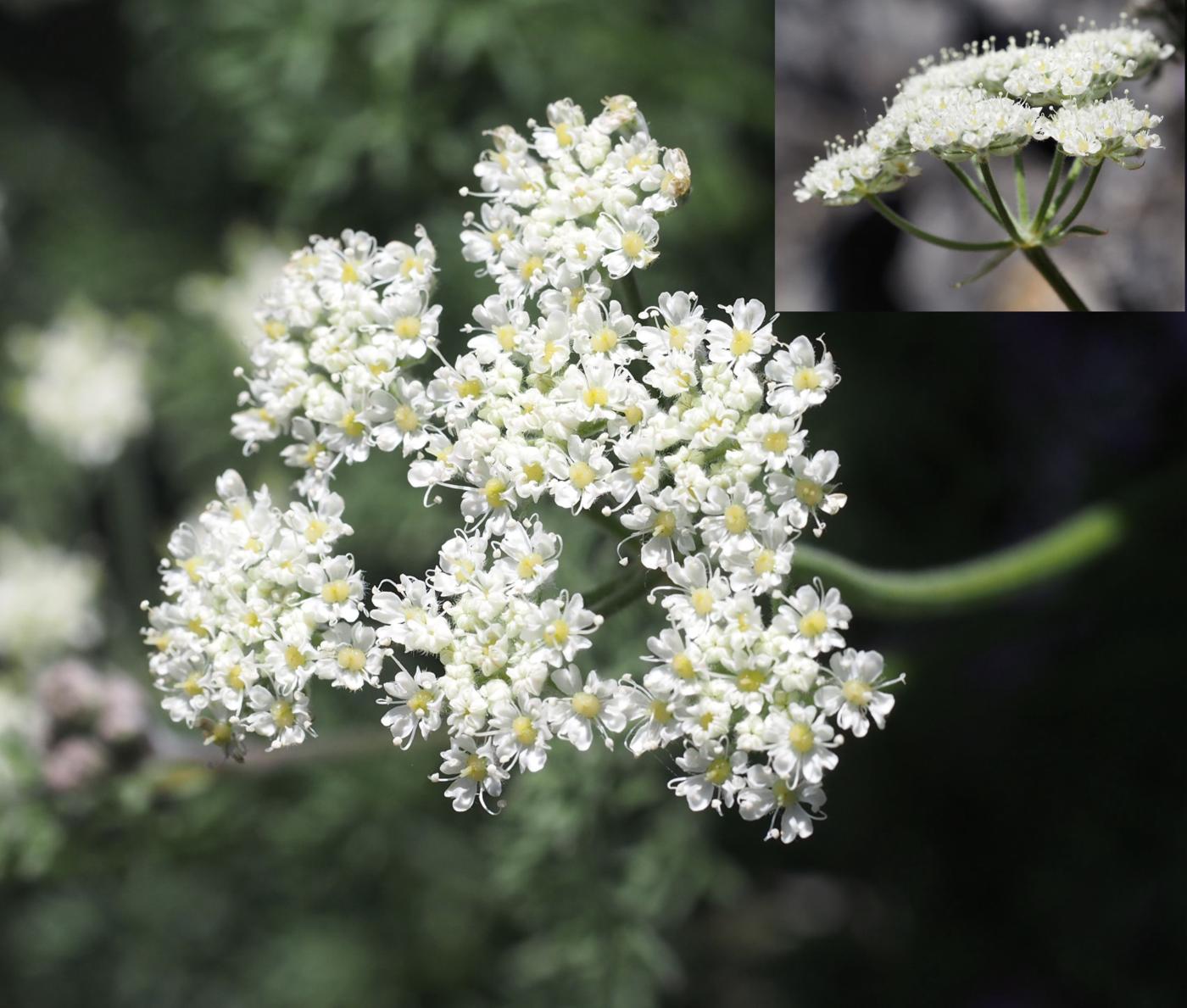 Candy Carrot flower